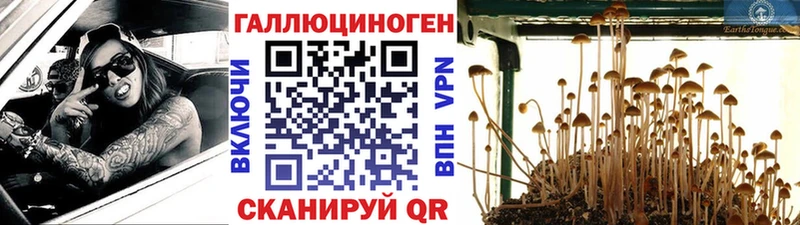 Галлюциногенные грибы Cubensis  что такое   Екатеринбург 